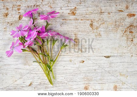 Small Bouquet Of Shaggy Phloxes On A Wooden Bavkground With Copy Space