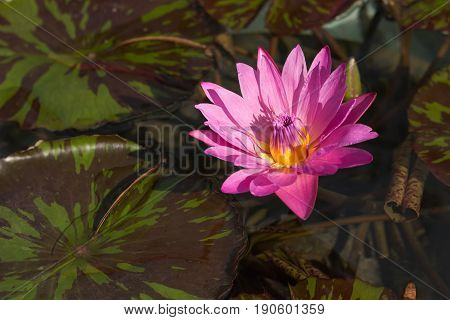 Beautiful blooming flower nymphaea - pink waterlily - aquatic vegetation water plants