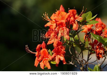 Red Azaleas Blooms In Spring Garden