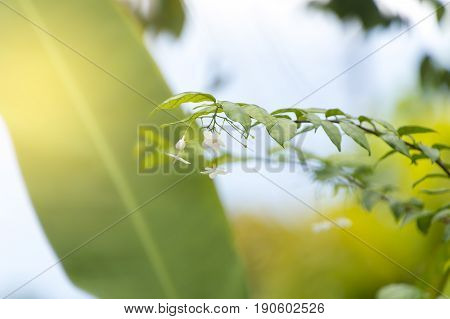 Scientific name is wrightia religiosa Benth nature