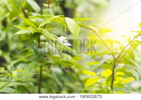 Scientific name is wrightia religiosa Benth nature