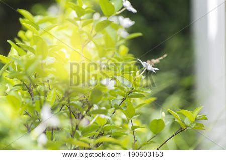 Scientific name is wrightia religiosa Benth nature