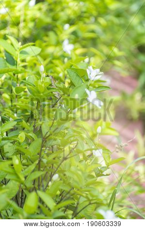 Scientific name is wrightia religiosa Benth nature