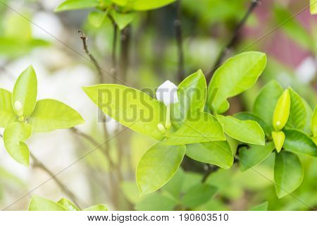 Scientific name is wrightia religiosa Benth nature