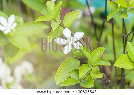 Scientific name is wrightia religiosa Benth nature