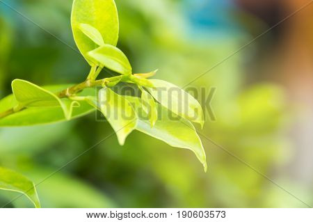 Scientific name is wrightia religiosa Benth nature