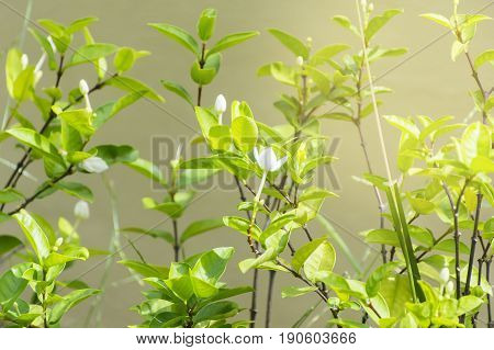 Scientific name is wrightia religiosa Benth nature