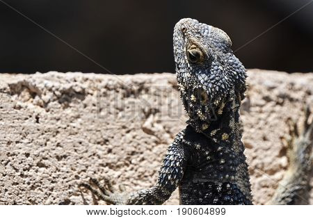 Agama Hardun lizard head on the island of Rhodes