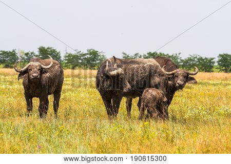 The Family Of Kafr Buffaloes In The Steppe Looks At The Photographer