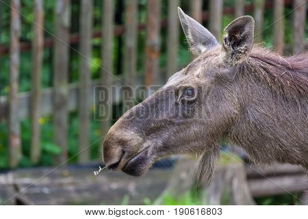 Alces alces female moose North America or elk Eurasia close up portrait.