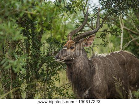 Nyala Male In The Woodland Of The Hluhluwe Imfolozi Park