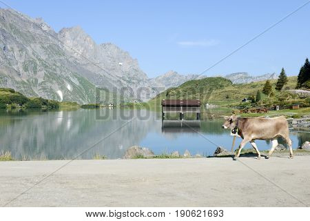 Cow Walking In Front Of Lake Truebsee Over Engelberg