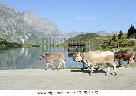 Herd Of Cows Walking In Front Of Lake Truebsee