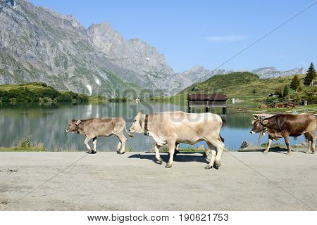 Herd Of Cows Walking In Front Of Lake Truebsee