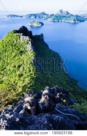 Amazing summer landscape with mountains sea blue sky sun and beautifulViewpoint Prachuap Bay.The dusky leaf monkey spectacled langur or spectacled leaf monkey.