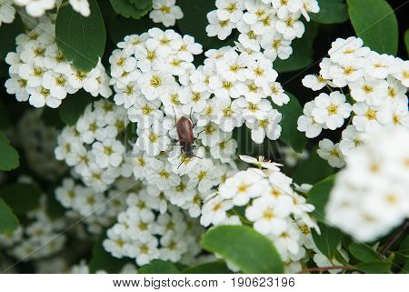 Brown beetle sits on blossoming white flowers with green leaves