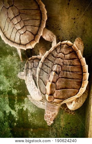 Two swiming turtles. Texture of Turtle carapace