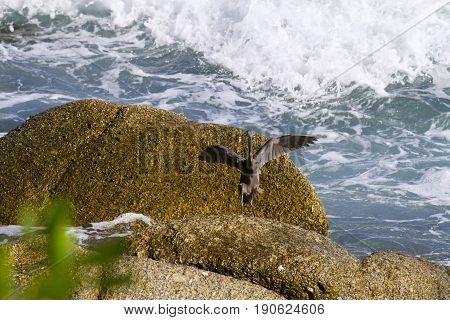 Pacific Reef Egret on the rock seaside aisia beach