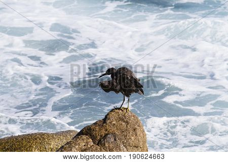 Pacific Reef Egret on the rock seaside aisia beach