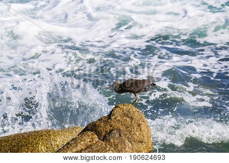 Pacific Reef Egret on the rock seaside aisia beach