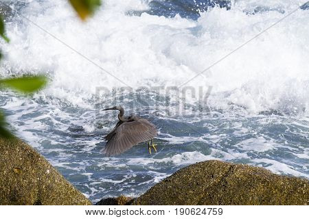Pacific Reef Egret on the rock seaside aisia beach