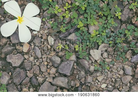 Frangipani flower on the ground with green plant. Abstract nature background in vintage color.