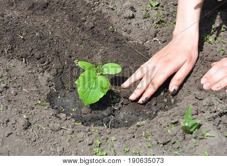 Cucumber planting tips. Cucumbers: Planting Growing and Harvesting Cucumber Plants.