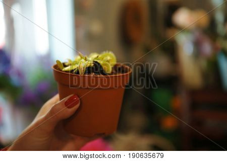 Female hand holding bow-pot with tropical flower on blurred background
