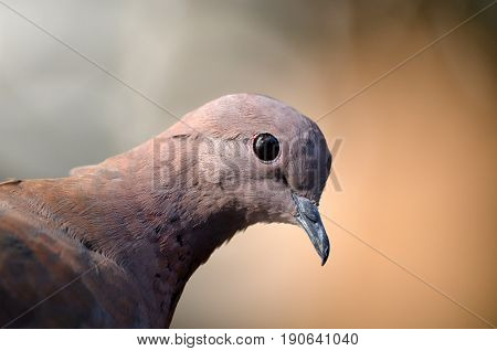 Bird closeup bird portrait looking bird bird eye