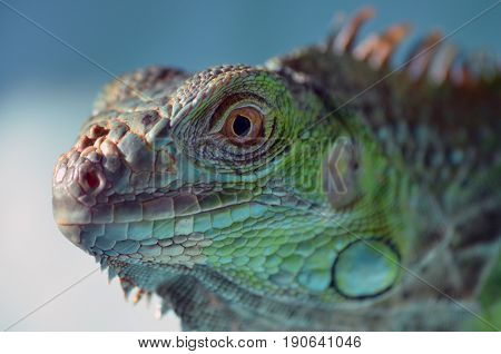iguana greeniguana closeup iguana eye iguanaskin iguanaportrait animal