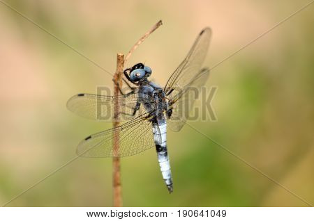 dragonfly dragonflywing dragonflycloseup color focused dragonfly green
