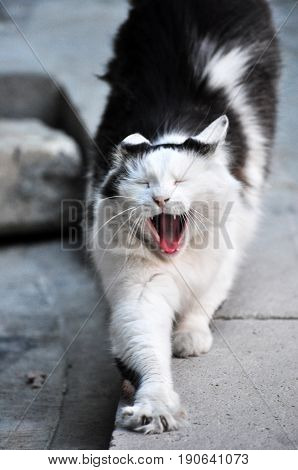 cat stretching yawning black white kitten gato