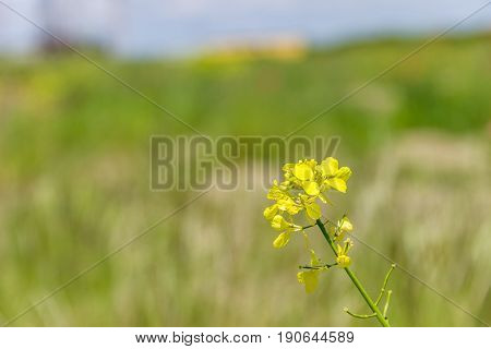 Field with green grass and flowers. Agroculture plant. Background wallpaper texture.