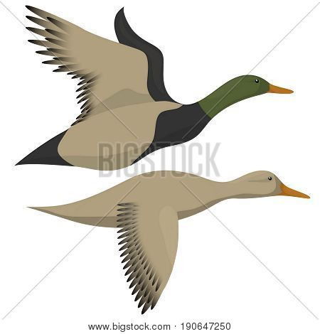Flying ducks isolated on white. Drake and duck flying icon. Vector illustration