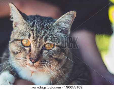 cute funny cat close up young playful cat on a bed domestic cat relaxing cat cat resting cat playing at home elegant cat.