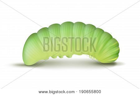 Vector light green crawling caterpillar close up side view isolated on white background