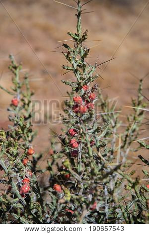 Thorny creosote bush with tiny red fruits at Phoenix Sonoran Preserve in Arizona USA