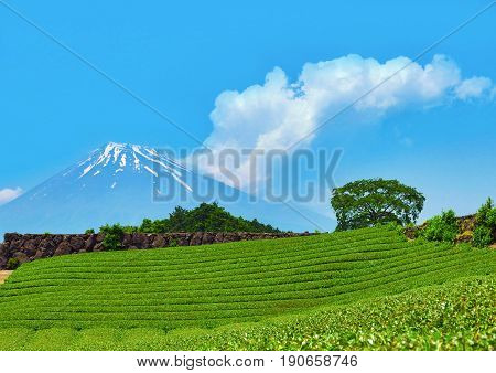 beautiful fuji mountain and tea farm on sunny day
