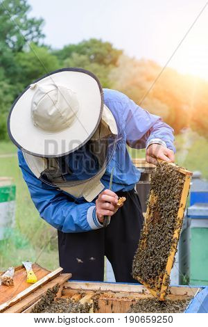 Beekeeper working in apiary bees. Apiculture. beekeeping