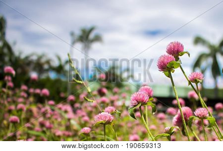 Wild pink flowers in natural, soft focus.
