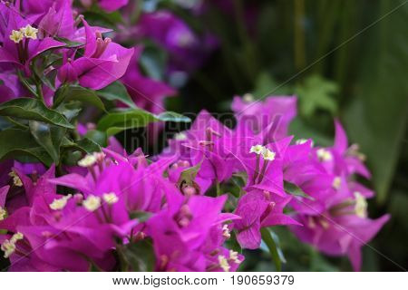 beauty purple bougainvillea flowers in the garden