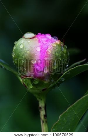 Pink peonies in spring garden. Springtime perfume. Close-up of pink peony flower bud with drops of dew in the garden during a rainy spring day. Macro background.