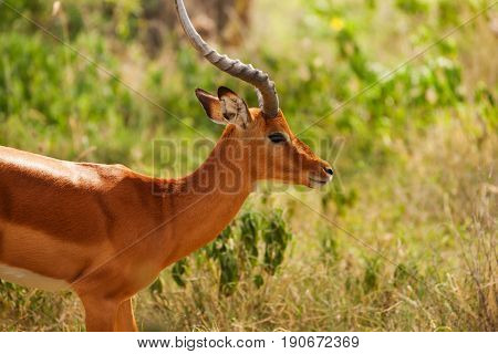 Side view portrait of beautiful male impala standing in savannah, Kenya, Africa