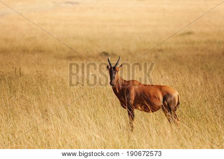Side view portrait of topi antelope standing in dried grass of Kenyan savannah, Africa