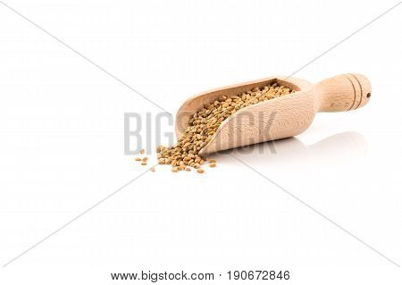 Wheat Grain In Scoop