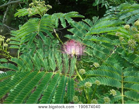 The pink flower blossoming on a mimosa tree.