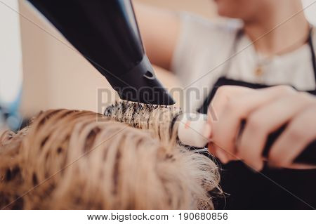 Stylist Brushing Woman Hair In Salon Pool