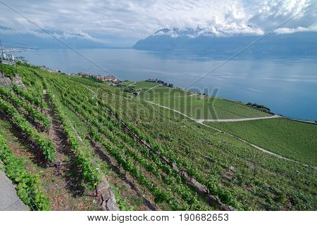 The UNESCO protected Vinyards of Lavaux on the banks of Lake Leman in Switzerland
