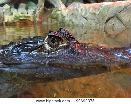 Caiman crocodilus hiding underwater and looking on you