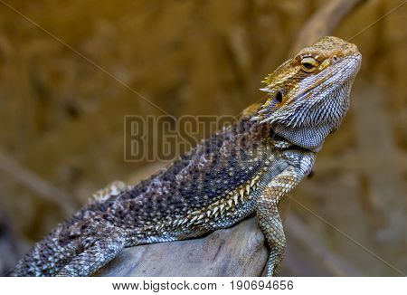 Bearded Agama climbs on wood Ukraine.The bearded agama is the lizard of the Agama family. Received its name because of the characteristic neck cuff which in moments of danger or marital advances swells acquiring a dark color.